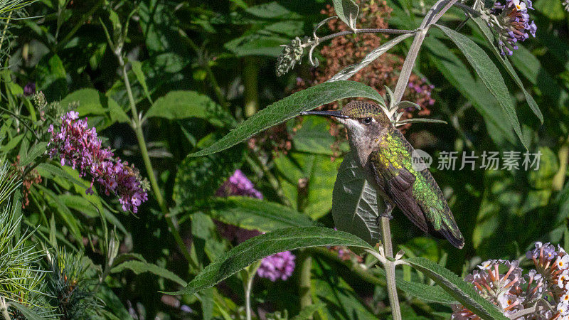 红喉蜂鸟雌性，(Archilochus colubris)，红喉蜂鸟雌性。